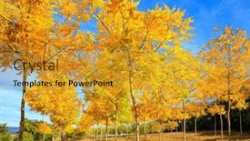  Presentation with our way - Slides having impressive-alley-in-aspen-grove background and a gold colored foreground
