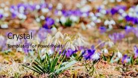  Presentation with flowing wallpaper - Audience pleasing slides consisting of impressive views of the first backdrop and a coral colored foreground