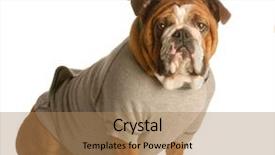  Presentation with st patricks day - Audience pleasing presentation consisting of ims - st patricks day - english backdrop and a coral colored foreground