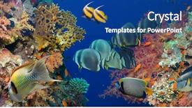  Presentation with sponges - Slide deck featuring in a blue ocean background and a ocean colored foreground