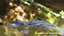  Presentation with florida - Beautiful PPT theme featuring in the florida everglades backdrop and a tawny brown colored foreground