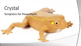  Presentation with abstract yellow gold and white - Beautiful presentation theme featuring inanimate - isolated yellow frog with striped backdrop and a white colored foreground