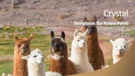  Presentation with inca - Beautiful PPT theme featuring inca - llama in remote area backdrop and a gray colored foreground