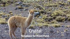  Presentation with inca - Theme with inca - peruvian alpaca in andes background and a gray colored foreground