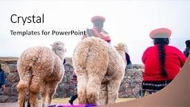  Presentation with inca - Amazing PPT layouts having inca - white lamas near women backdrop and a white colored foreground
