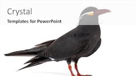  Presentation with inca - PPT theme having inca-tern-larosterna-inca-isolated background and a white colored foreground