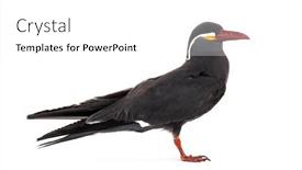  Presentation with inca - Slide deck enhanced with inca-tern-larosterna-inca-isolated background and a white colored foreground