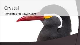  Presentation with inca - Slides with inca-tern-larosterna-inca-isolated background and a white colored foreground