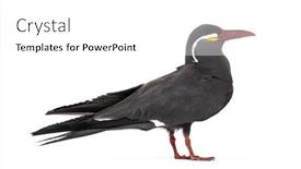  Presentation with inca - Slides featuring inca-tern-larosterna-inca-isolated and a white colored foreground