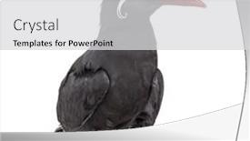  Presentation with inca - PPT layouts having inca-tern-larosterna-inca-isolated background and a light gray colored foreground