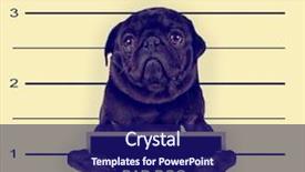  Presentation with vintage retro - Amazing slide set having police station - mugshot of a bad dog backdrop and a navy blue colored foreground