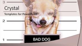  Presentation with cute girlish - Slide set having incarceration - mugshot of a cute chihuahua background and a soft green colored foreground