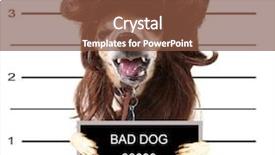  Presentation with cute - Colorful presentation enhanced with incarceration - mugshot of a cute chihuahua backdrop and a tawny brown colored foreground