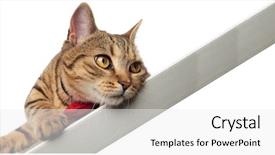  Presentation with fold - Audience pleasing slide deck consisting of inclination - cute and bored gentleman british backdrop and a white colored foreground