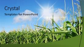  Presentation with sky sun - Audience pleasing slide deck consisting of income food - maize on the field backdrop and a light blue colored foreground
