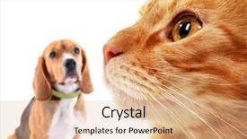  Presentation with cat dog - Presentation theme featuring incomprehension - cat and dog isolated background and a lemonade colored foreground