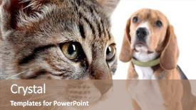  Presentation with cat dog - Colorful slide set enhanced with incomprehension - cat and dog isolated backdrop and a coral colored foreground