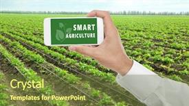  Presentation with potato - Amazing presentation theme having increased efficiency - man with smartphone and potato backdrop and a tawny brown colored foreground