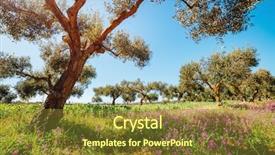  Presentation with olive orchard - Presentation design with incredible olive orchard in blossom background and a tawny brown colored foreground