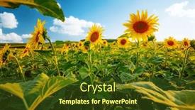  Presentation with agrarian - Slide set enhanced with incredible-scene-with-bright-yellow background and a  colored foreground