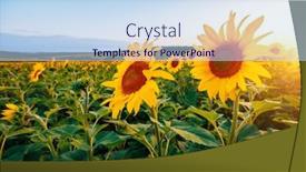  Presentation with agrarian - Slides featuring incredible-scene-with-bright-yellow background and a sky blue colored foreground