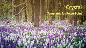  Presentation with ecology - PPT theme having incredible-spring-glade-in-forest background and a tawny brown colored foreground