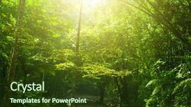  Presentation with tropical rainforest - Theme enhanced with incredible tropical rainforest landscape background and a tawny brown colored foreground