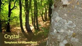  Presentation with art marble patterned texture - Slide deck with incrustations - texture bark and grove background and a tawny brown colored foreground