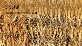  Presentation with ginseng - Presentation theme consisting of crowd of real ginseng background and a gold colored foreground