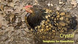  Presentation with movement - Theme consisting of independence movement - open range chicken background and a  colored foreground