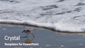  Presentation with tide - Presentation featuring independence movement - sandpiper or sanderling running background and a  colored foreground
