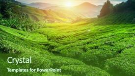  Presentation with tea plantation - Amazing slide deck having india - tea plantation in sunset time backdrop and a forest green colored foreground