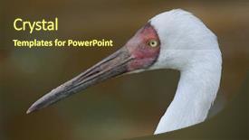  Presentation with crane - Audience pleasing PPT theme consisting of india china - siberian crane grus leucogeranus also backdrop and a tawny brown colored foreground