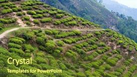  Presentation with tea - Audience pleasing slides consisting of india culture - landscape with tea plantations backdrop and a tawny brown colored foreground