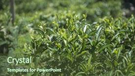  Presentation with kerala - PPT theme having india economy - close up of tender green background and a tawny brown colored foreground