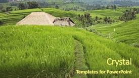  Presentation with carabao in rice field fliwing - Slide deck featuring india farmer - rice cultivation fields in bali background and a tawny brown colored foreground