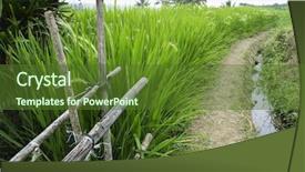  Presentation with carabao in rice field fliwing - PPT theme enhanced with india farmer - rice cultivation fields in bali background and a tawny brown colored foreground