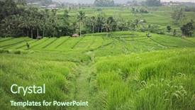  Presentation with rice fields - Slide set featuring india farmer - rice cultivation fields background and a  colored foreground