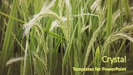  Presentation with tall - PPT layouts having india farmer - rice plants close-up tall grass background and a tawny brown colored foreground