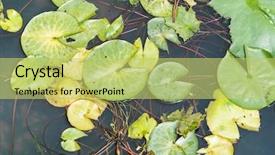  Presentation with lotus - Presentation enhanced with india free - lotus leaf background background and a yellow colored foreground