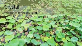  Presentation with lotus - Beautiful presentation theme featuring india free - lotus leaf background backdrop and a mint green colored foreground