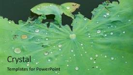  Presentation with lotus water - Slide deck having india free - water drop on lotus leaf background and a seafoam green colored foreground