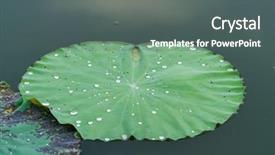  Presentation with lotus water - Audience pleasing PPT theme consisting of india free - water drop on lotus leaf backdrop and a dark gray colored foreground