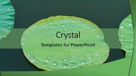 Presentation with lotus water - Cool new slide deck with india free - water drop on lotus leaf backdrop and a seafoam green colored foreground
