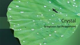  Presentation with lotus water - Amazing slide set having india free - water drop on lotus leaf backdrop and a seafoam green colored foreground