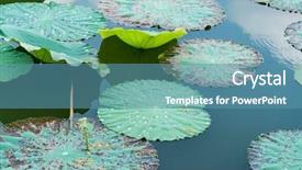  Presentation with lotus water - Presentation design consisting of india free - water drop on lotus leaf background and a teal colored foreground