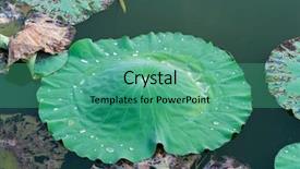  Presentation with lotus water - Colorful presentation design enhanced with india free - water drop on lotus leaf backdrop and a seafoam green colored foreground
