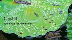  Presentation with lotus water - PPT theme having india free - water drop on lotus leaf background and a seafoam green colored foreground