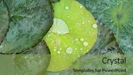  Presentation with lotus water - Slides enhanced with india free - water drop on lotus leaf background and a yellow colored foreground