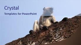  Presentation with langur - Presentation enhanced with rajasthani - jaipur india - february 16 background and a light blue colored foreground